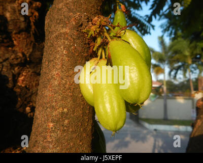 0231 Averrhoa bilimbi Saint giudice Borgo San Agustin San Fernando, Pampanga 10 Foto Stock