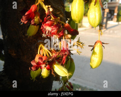 0231 Averrhoa bilimbi Saint giudice Borgo San Agustin San Fernando, Pampanga 11 Foto Stock