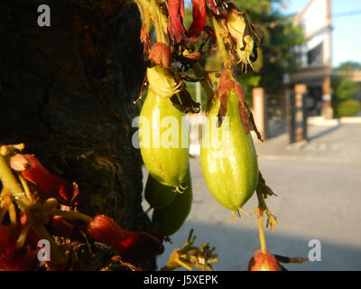 0231 Averrhoa bilimbi Saint giudice Borgo San Agustin San Fernando, Pampanga 14 Foto Stock
