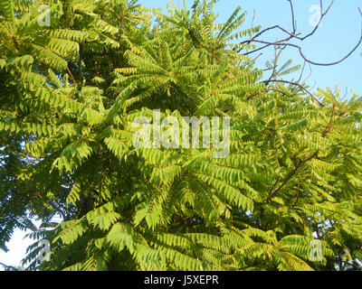 0231 Averrhoa bilimbi Saint giudice Borgo San Agustin San Fernando, Pampanga 18 Foto Stock