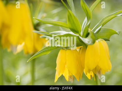 Fritillary, Crown imperial 'Maxima Lutea', Fritillaria imperialis 'Maxima Lutea', fiori gialli crescente che mostra all'aperto stami. Foto Stock