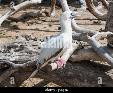 Red Footed Booby Foto Stock