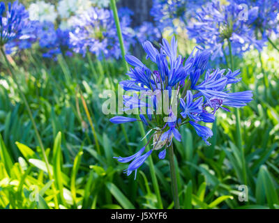 Fiori selvatici viola e fogliame verde Foto Stock