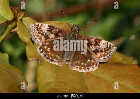 Squallido Skipper Butterfly Foto Stock