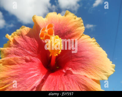 Questa fotografia ravvicinata mostra i vivaci fiori rossi dell'Hibiscus rosa-sinensis, comunemente presenti nelle Filippine. L'immagine cattura i delicati petali e l'intricata struttura dei fiori, evidenziandone la bellezza naturale. Foto Stock