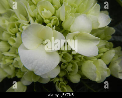 Questa voce discute le diverse cultivar di *Hydrangea macrophylla* che si trovano nelle Filippine. Queste piante sono popolari per il loro valore ornamentale, con una varietà di colori e dimensioni. Foto Stock