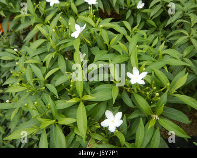 03253 Dwarf Tabernaemontana pandacaqui Filippine 16 Foto Stock