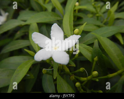 03253 Dwarf Tabernaemontana pandacaqui Filippine 17 Foto Stock