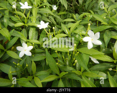 03253 Dwarf Tabernaemontana pandacaqui Filippine 29 Foto Stock