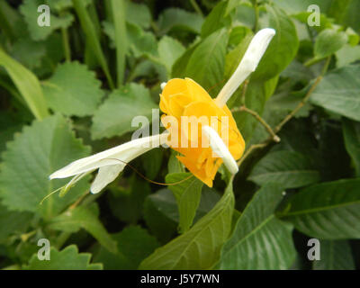 03368 Unidentified fiori gialli insetti Filippine 08 Foto Stock