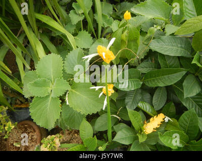 03368 Unidentified fiori gialli insetti Filippine 10 Foto Stock