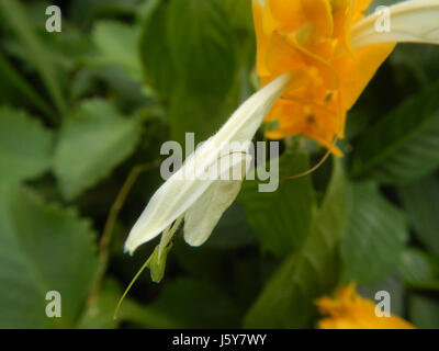03368 Unidentified fiori gialli insetti Filippine 15 Foto Stock
