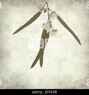 Textured vecchia carta dello sfondo con la fioritura Eucalyptus camaldulensis ramoscello Foto Stock