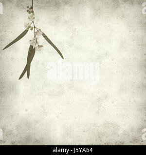 Textured vecchia carta dello sfondo con la fioritura Eucalyptus camaldulensis ramoscello Foto Stock