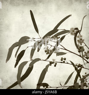 Textured vecchia carta dello sfondo con la fioritura Eucalyptus camaldulensis ramoscello Foto Stock