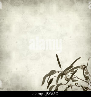 Textured vecchia carta dello sfondo con la fioritura Eucalyptus camaldulensis ramoscello Foto Stock