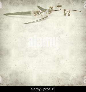 Textured vecchia carta dello sfondo con la fioritura Eucalyptus camaldulensis ramoscello Foto Stock