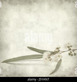 Textured vecchia carta dello sfondo con la fioritura Eucalyptus camaldulensis ramoscello Foto Stock