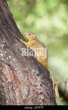 Smith's Bush scoiattolo (Paraxrus cepapi) Salendo un albero nel nord della Tanzania Foto Stock