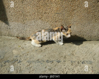 "Duhat" è un termine che si riferisce a un frutto, e questo documento o immagine cattura i gatti nelle Filippine, possibilmente in un ambiente naturale. La combinazione di flora e fauna locale riflette la biodiversità della regione. Foto Stock