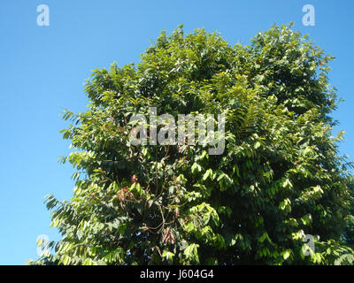 04544 Diospyros blancoi Dampol Rueda Plaridel Pungo Calumpit Bulacan 03 Foto Stock