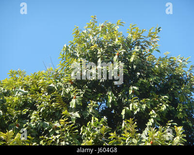 04544 Diospyros blancoi Dampol Rueda Plaridel Pungo Calumpit Bulacan 06 Foto Stock