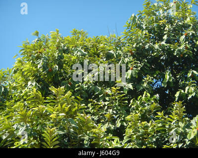Il Diospyros blancoi, noto anche come Mabolo Fruit, è una specie che si trova in varie località delle Filippine, tra cui Dampol, Rueda, Plaridel, Pungo, e Calumpit a Bulacan. Foto Stock