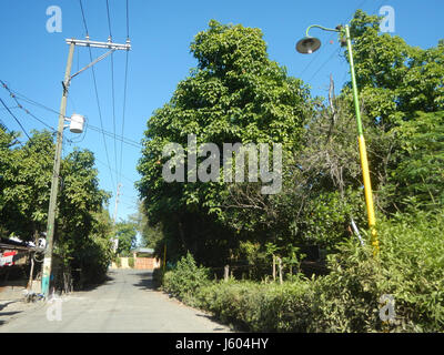 Un'immagine o un documento relativo a Diospyros blancoi, noto anche come frutto di Mabolo, trovato nelle città di Dampol, Rueda e Plaridel a Bulacan, Filippine. Foto Stock