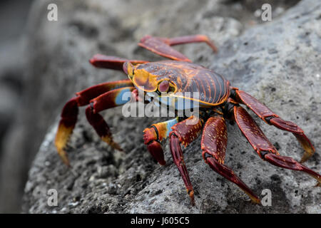 Sally lightfoot crab su una roccia nelle Galapagos Foto Stock