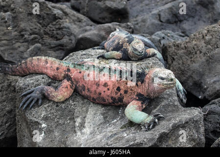 Iguana marina su una roccia nelle Galapagos Foto Stock