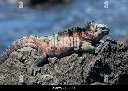 Iguana marina su una roccia nelle Galapagos Foto Stock