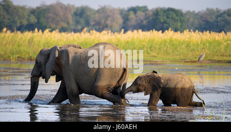 Elephant con baby attraversando il fiume Zambesi.Zambia. Parco Nazionale del Lower Zambesi. Fiume Zambesi. Un eccellente illustrazione.
