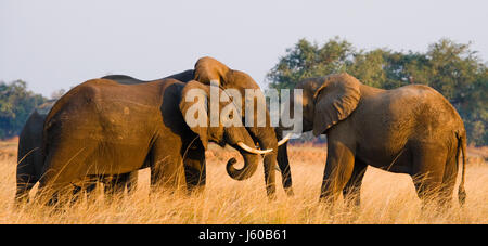 Due elefanti gioca con l'altra. Zambia. Parco Nazionale del Lower Zambesi. Fiume Zambesi. Un eccellente illustrazione.