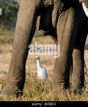 L'elefante è circondato da aironi bianchi. Zambia. Parco Nazionale del Lower Zambesi. Fiume Zambesi. Un eccellente illustrazione.