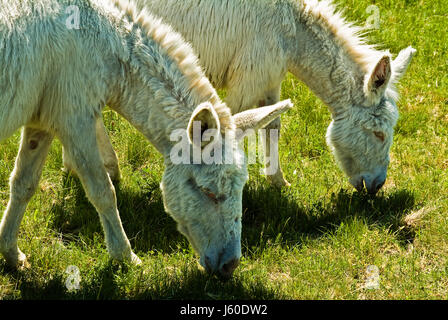 Due asini albino Foto Stock