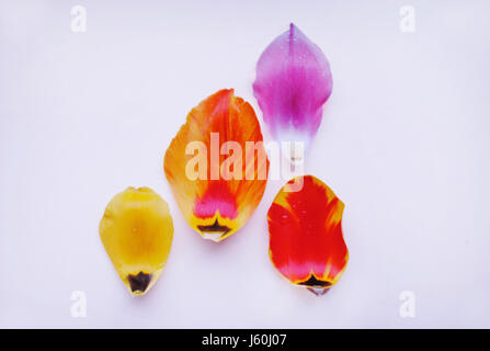 Tulip colorati petali, rosso, giallo, rosa e arancione su sfondo bianco. Foto Stock
