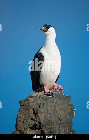 Il marangone dal ciuffo antartico, Leucocarbo atriceps bransfieldensis, a sud le isole Shetland Foto Stock