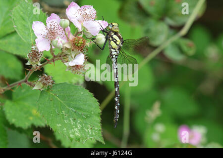 Close up del sud hawker dragonfly poggiante su rovo fiori,Eversley, Hampshire REGNO UNITO Foto Stock