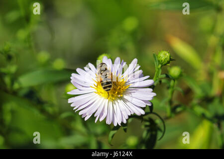 Macro di bee alimentazione sul collegamento daisy Foto Stock