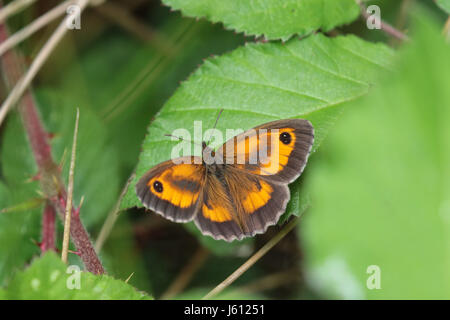 Chiusura del gatekeeper butterfly appoggiata su una foglia verde Foto Stock