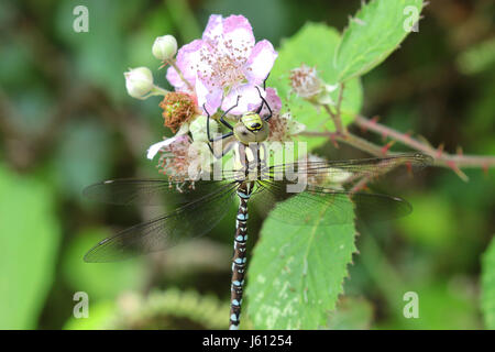 Close up del sud hawker dragonfly poggiante su rovo fiori,Eversley, Hampshire REGNO UNITO Foto Stock