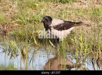 Cornacchia mantellata (Corvus cornix) adulto bere alla piscina, il delta del Danubio, Romania Foto Stock