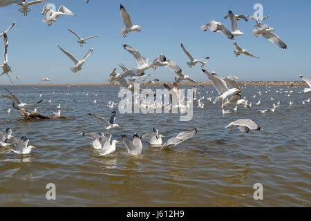 Caspian gull ( Larus cachinnans) stormo di uccelli su alimentazione acqua, Mar Nero, Romania Foto Stock