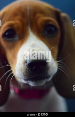 Basset Hound/Bassotto mescolare il cucciolo di 8 settimane Foto Stock