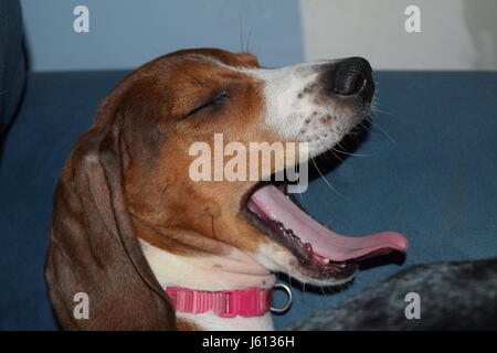 Basset Hound/Bassotto mescolare il cucciolo di 8 settimane Foto Stock