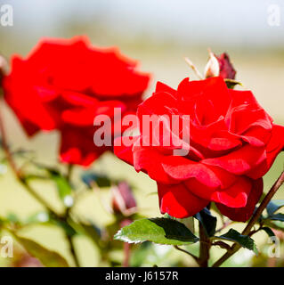 Rose rosse in Balboa Park a San Diego, California Foto Stock