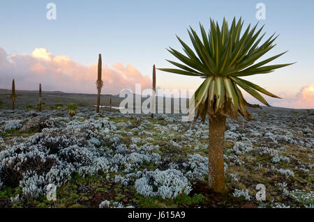 Africa, Etiopia, Dinsho, montagne di balle. Foto Stock