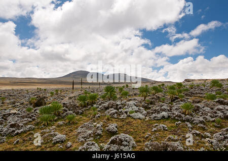 Africa, Etiopia, Dinsho, montagne di balle. Foto Stock