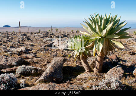 Africa, Etiopia, Dinsho, montagne di balle. Foto Stock