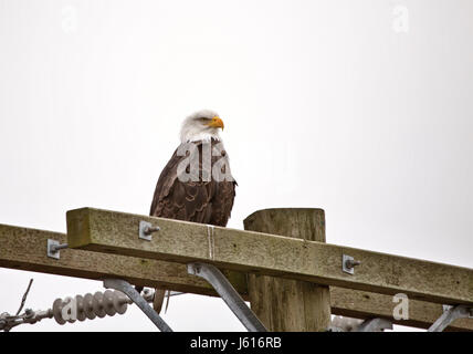 Aquila calva British Columbia ritrovo Ladner Richmond Foto Stock